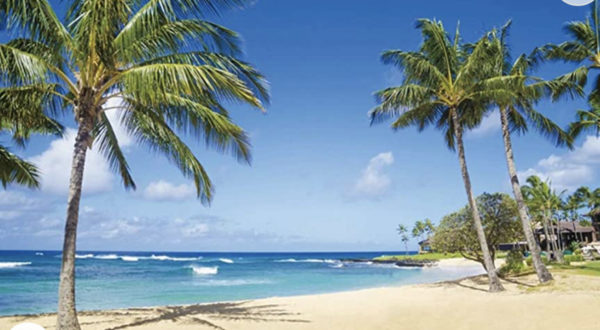 Tropical beach backdrop